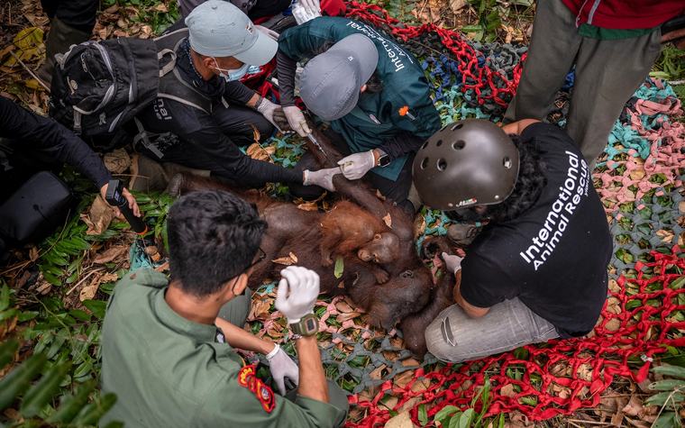 Indonesia rescues second orangutan mother and baby from wildfire