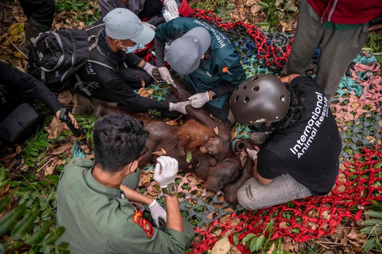 Indonesia rescues second orangutan mother and baby as wildfires destroy Kalimantan habitat