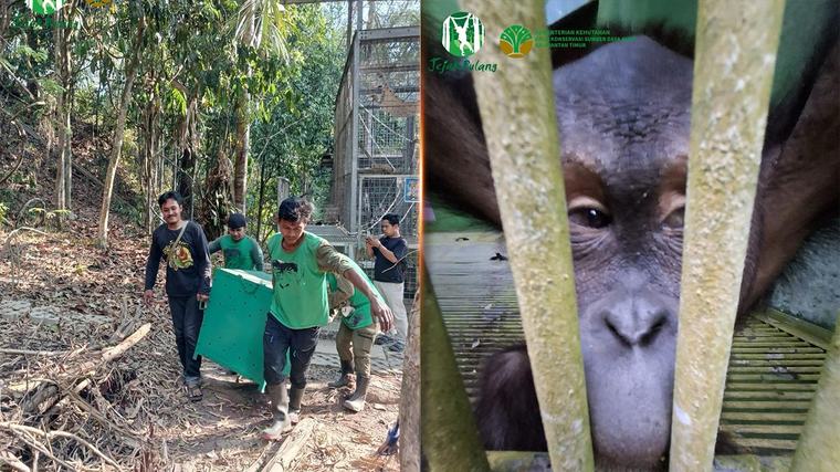 Indonesia selamatkan 11 orang utan ketika kebakaran hutan hampiri pusat pemulihan