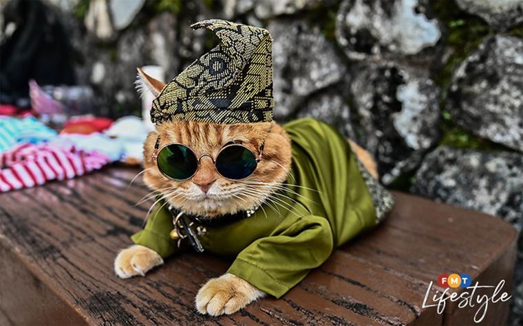 Orange, adorable and unforgettable: meet 6 fabulous ginger cats