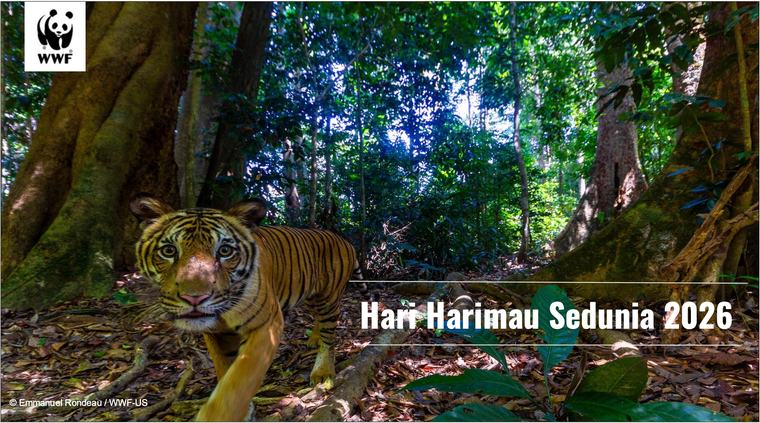 Kurang 150 Ekor Masih Hidup! Hari Harimau Sedunia Bangkitkan Kesedaran Selamatkan Harimau Malaya