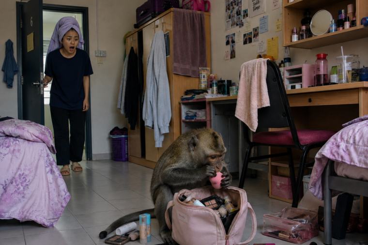Insiden beruk gigit span mekap buat wanita geli, teringat perangai pengotor rakan sebilik... Tetap guna sampai muka naik jerawat!