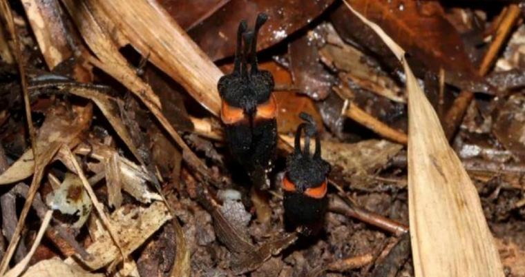 'Bunga iblis' spesies baharu ditemui di hutan Thailand