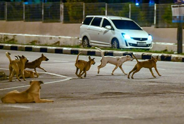 Kanak-kanak dua tahun cedera diserang sekumpulan anjing