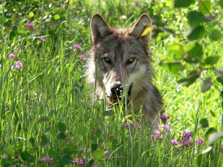 Trump pushes to strip endangered species protections from wolves, again