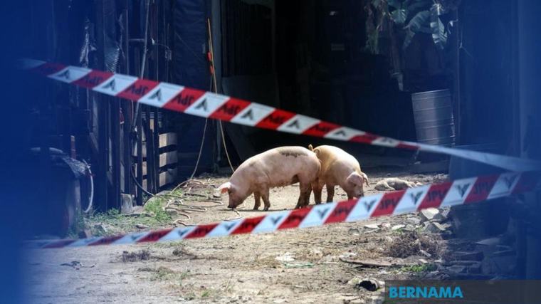 P.Pinang ambil langkah atasi isu pencemaran sisa kumbahan ladang babi di Kg Selamat