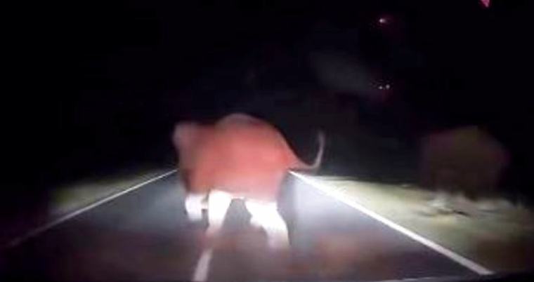Tiga individu selamat, kereta dinaiki rempuh gajah
